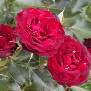 Red - bed and borders rose - floribunda